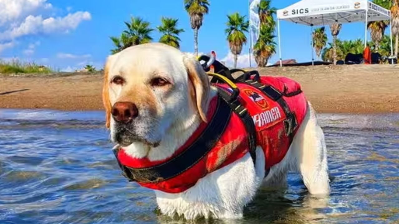 Mira, Labrador volato sul ponte