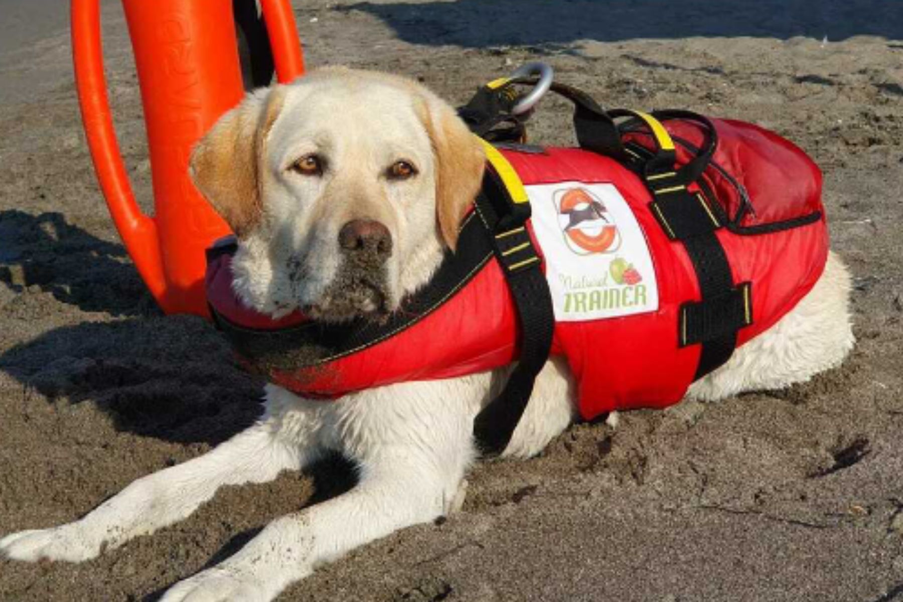 MIra, labrador coraggioso