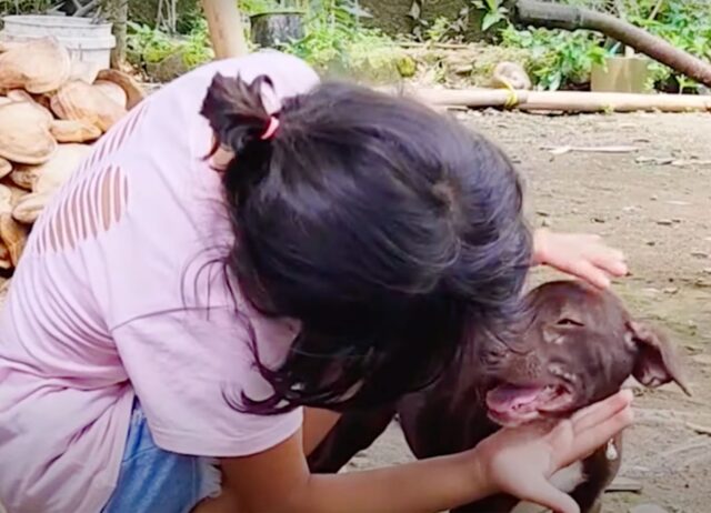 Disperato, il cane ha fissato negli occhi il volontario, così lui ha capito che cosa sarebbe diventato