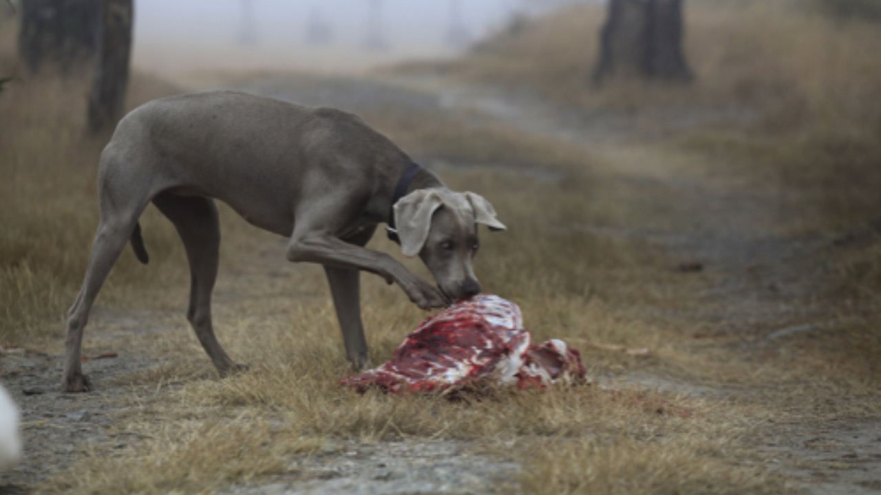 Cane mangia la carne