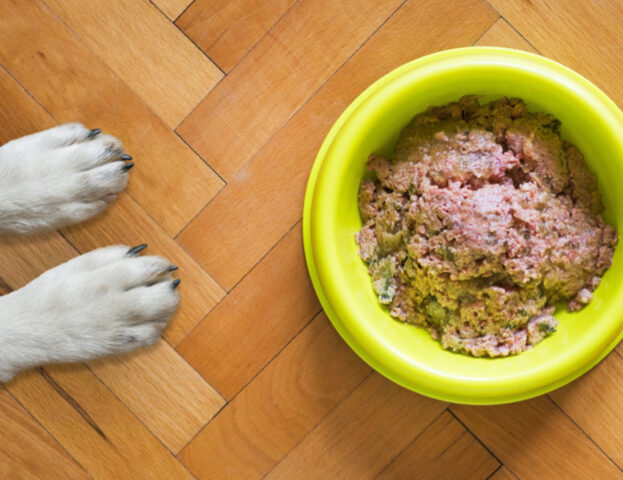 E se vi dicessimo che dare cibo crudo al cane non sempre è la cosa migliore da fare?