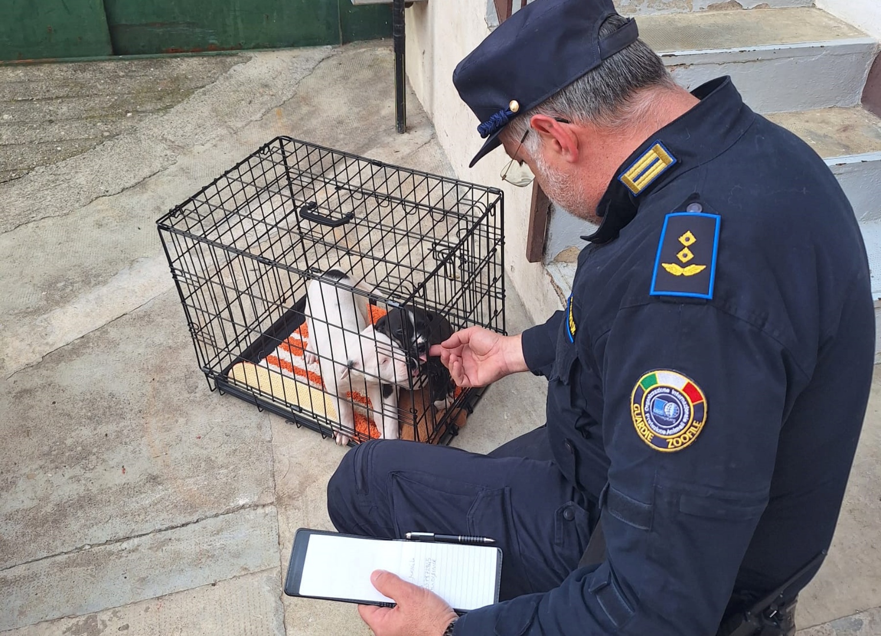 guardie oipa salvano due cuccioli