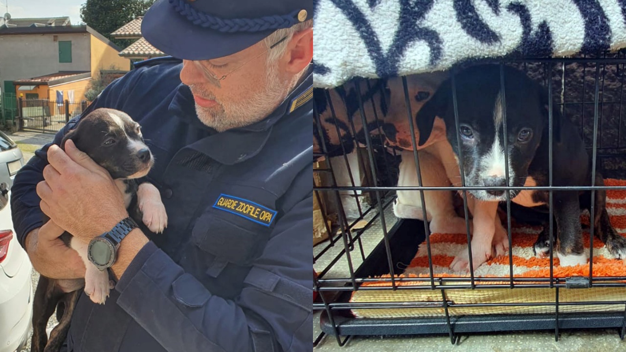 cuccioli salvati da guardie oipa