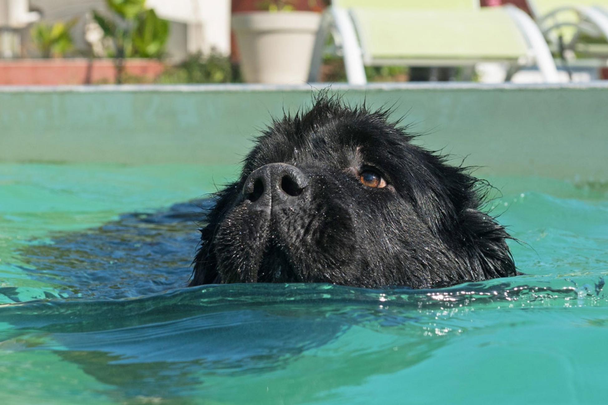 cane in mare salvato dai vigili del fuoco