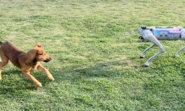 È successo sul serio: questo cane ha davvero incontrato un cane robot e hanno giocato insieme