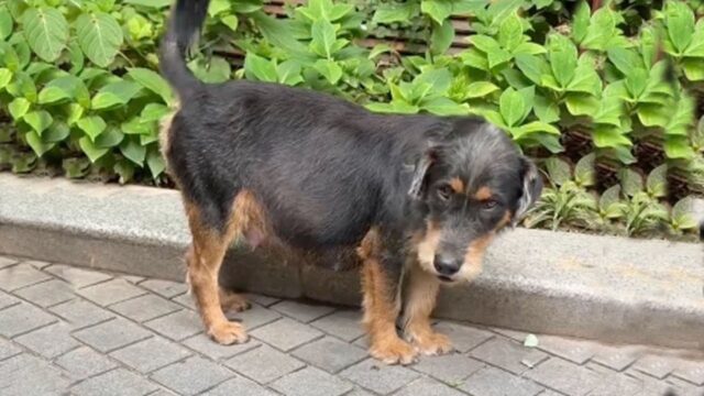 Era enorme: mamma cane era incinta ma i suoi 11 cuccioli rischiavano di non poter mai venire al mondo – Video