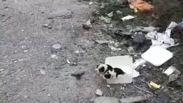 Erano così minuscoli da non avere neanche gli occhi aperti: i cuccioli di cane erano già disperati – Video