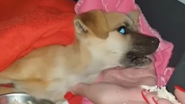 Gettato in un fosso, il cucciolo di cane era pieno di vermi e sembrava spacciato. Poi qualcosa è cambiato – Video