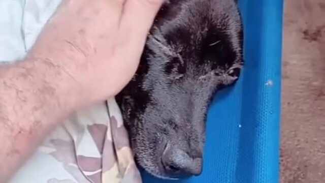 Girava per i negozi locali cercando qualcuno che lo aiutasse, ma nessuno sembrava voler vedere questo cane in difficoltà – Video