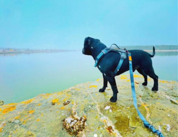 Gita al lago? Sì, ma con il cane: queste 5 foto vi dimostreranno quanto possono davvero divertirsi