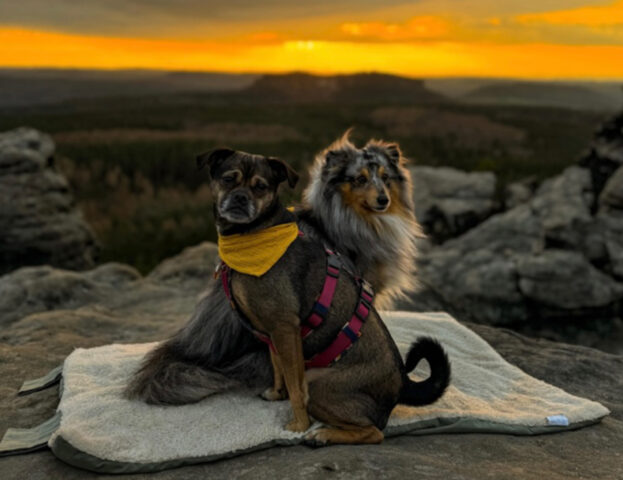 Gita fuori porta in vista? Queste foto vi convinceranno a fare trekking con il vostro cane, potete scommetterci