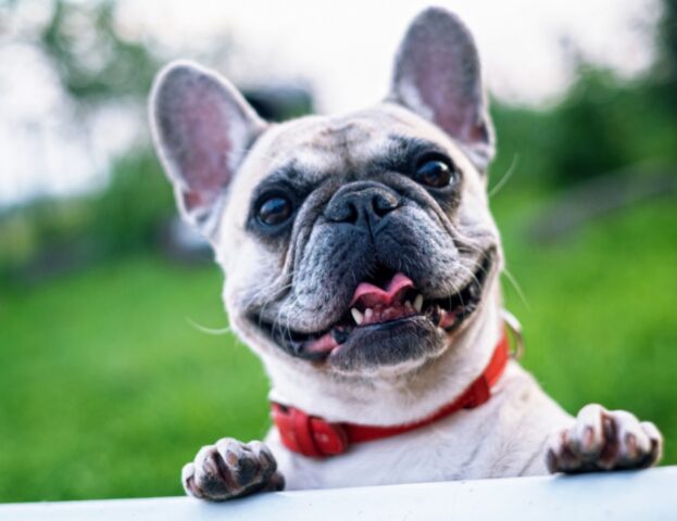 Gli scienziati stanno facendo studi sul Bulldog Francese per migliorare la razza e crearne una più “futuristica”