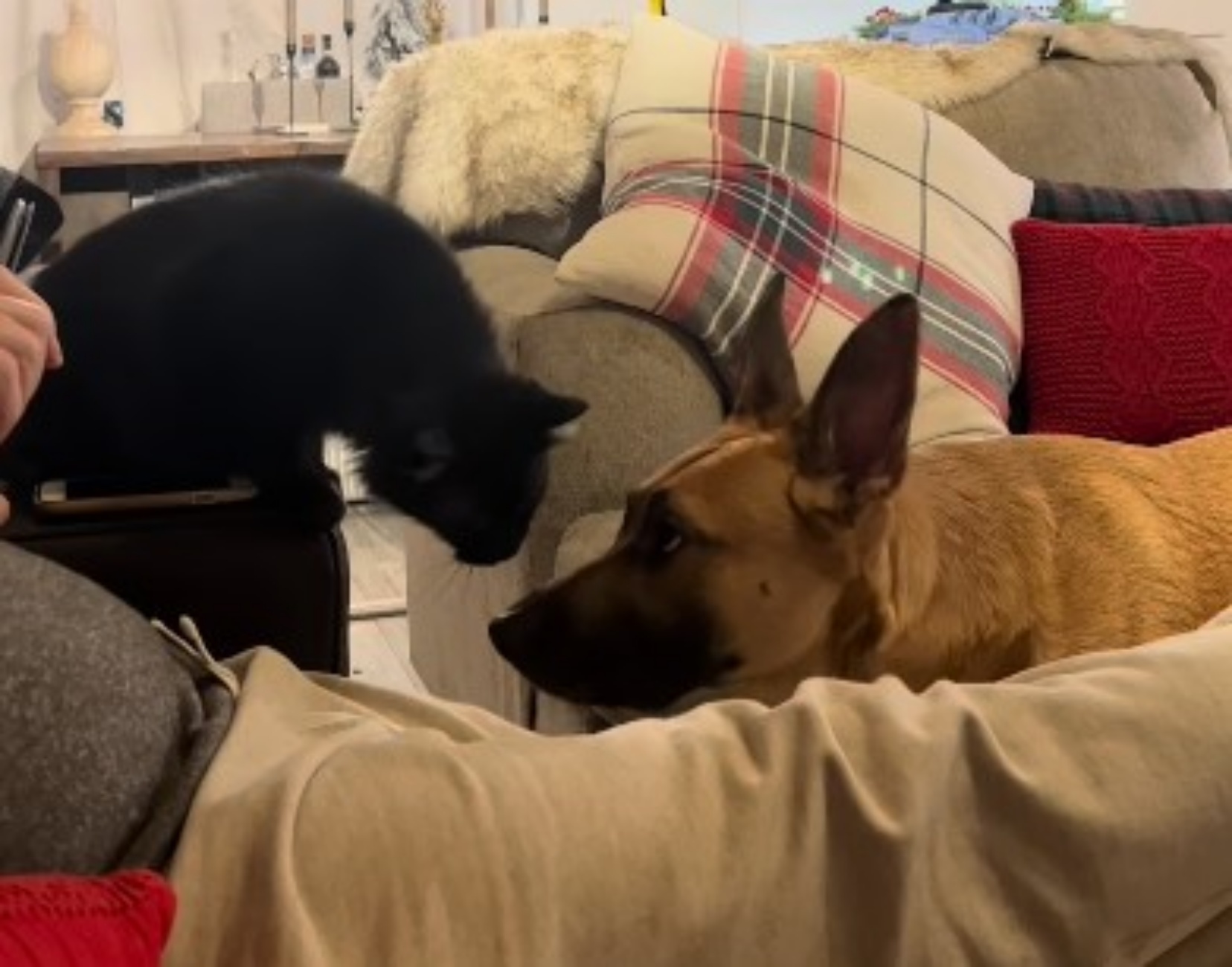 cane vuole essere amico del gatto