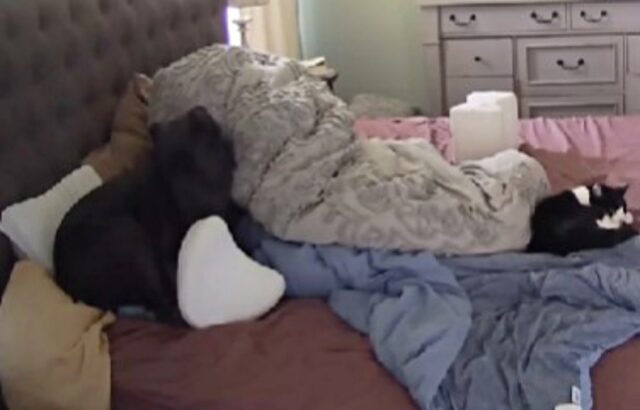Ha messo una videocamera in camera da letto per vedere cosa fa il suo cane: ecco la sorpresa