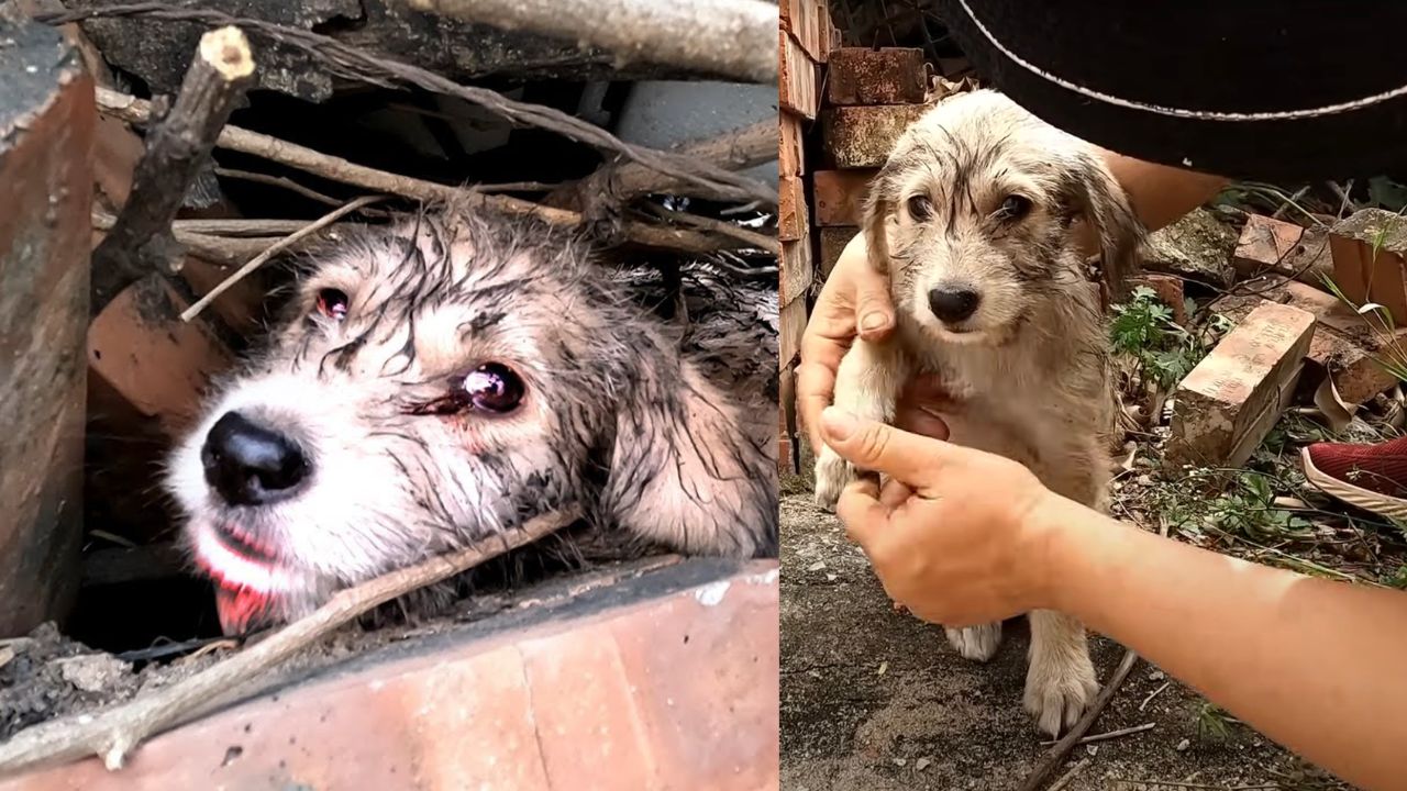 Cagnolino ha bisogno di aiuto