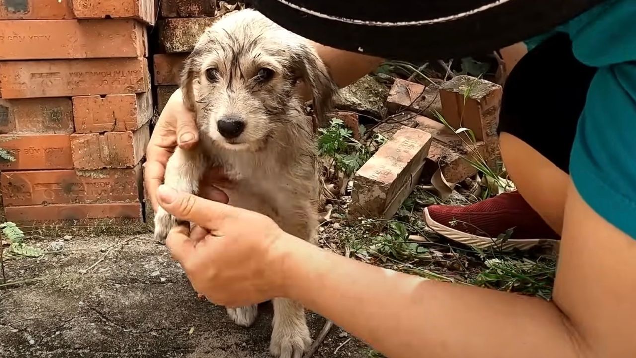 Cagnolino spaventato