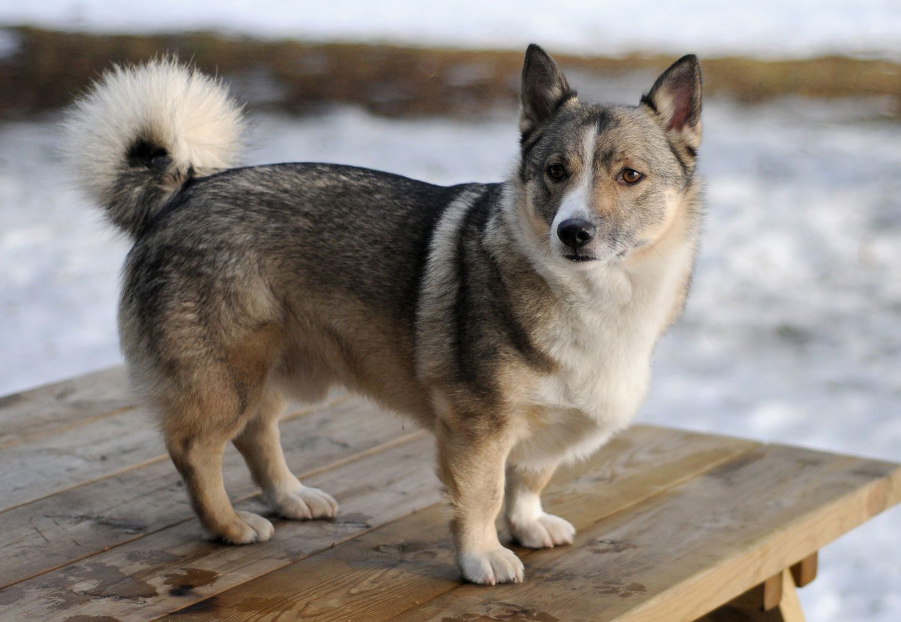 cane incrocio fra husky e corgi welsh pembroke