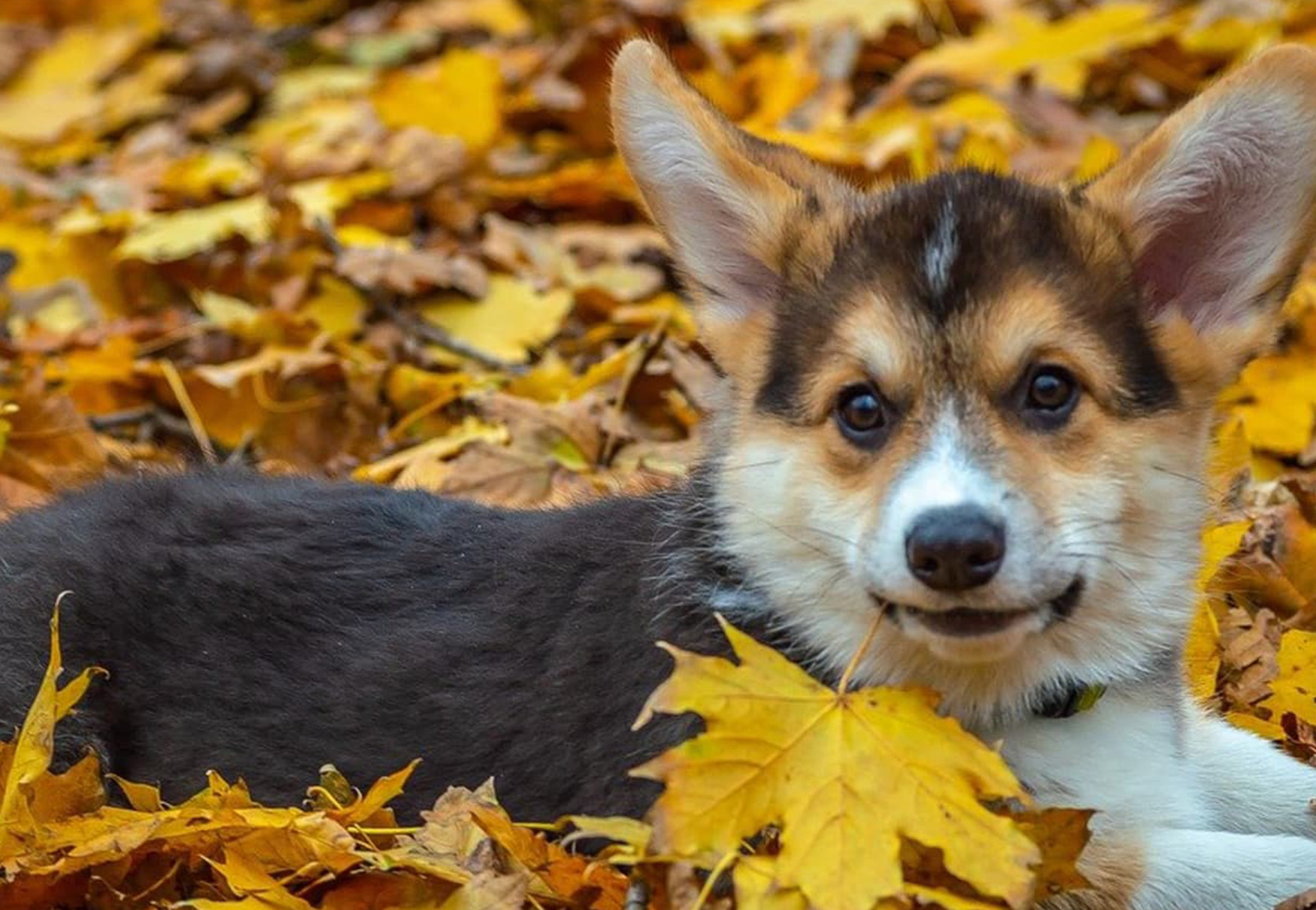 cane con qualcosa in bocca