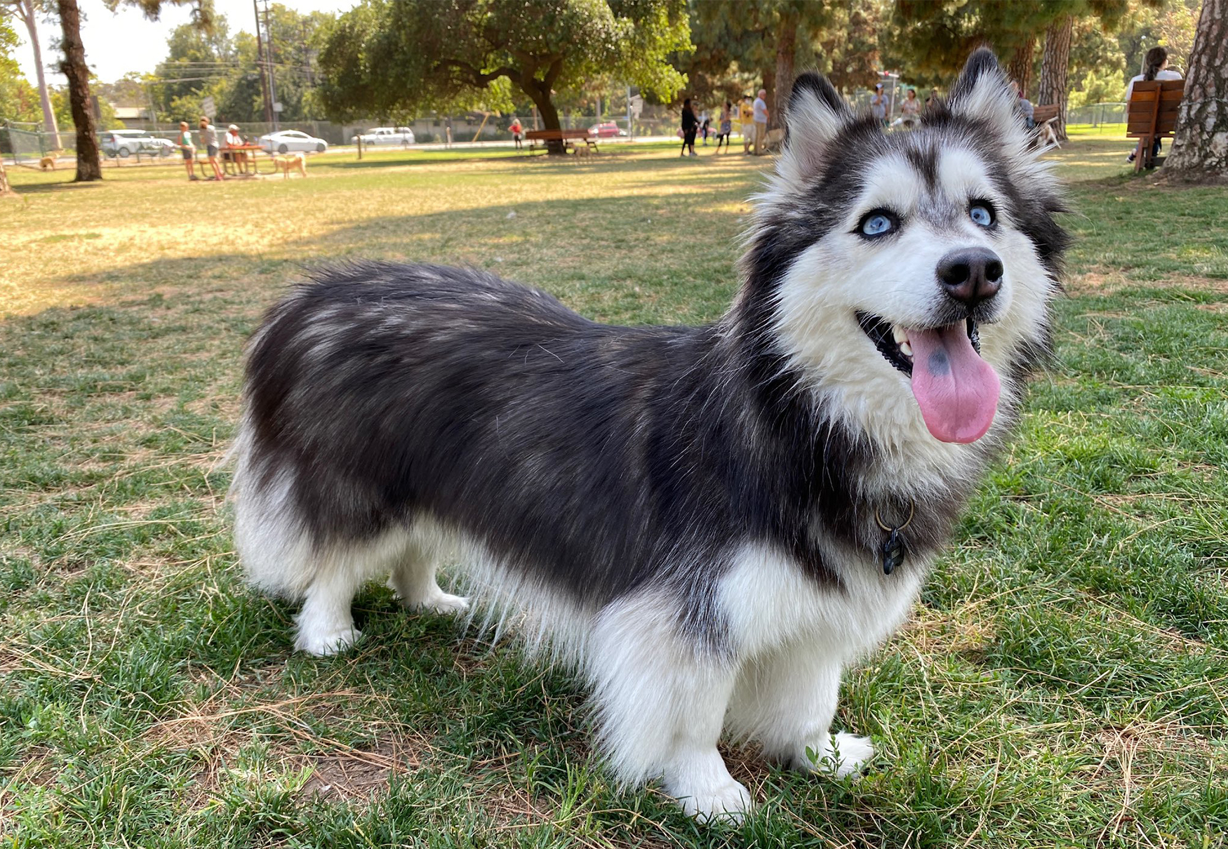 cane con la lingua di fuori