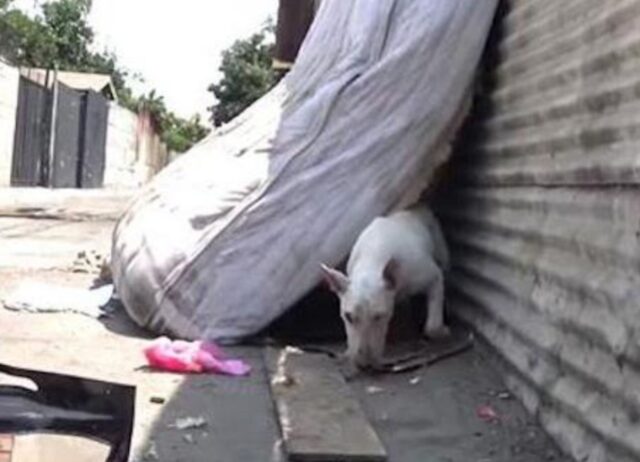 Il Bull Terrier in difficoltà si nascondeva, spaventato da tutto: poi questa donna ha fatto il miracolo 