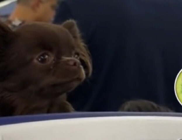 Il Chihuahua in cabina durante il lunghissimo volo offre tutto il supporto emotivo di cui i passeggeri hanno bisogno