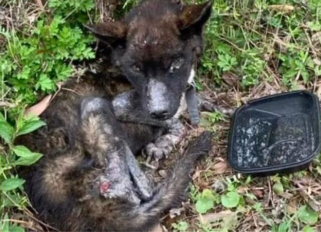 Il cane abbandonato con le unghie così lunghe da non riuscire a camminare ha una seconda possibilità grazie agli eroici soccorritori