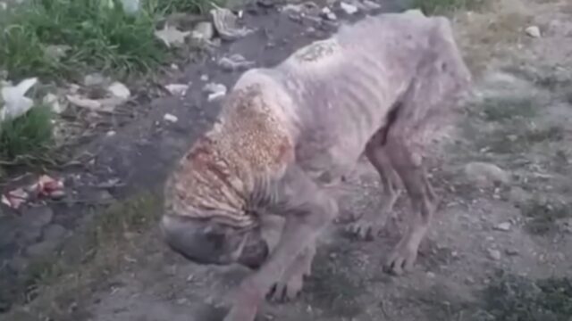 Il cane ha piegato la testa, maltrattato e stanco: voleva solo ricevere qualcosa che non fosse dolore – Video