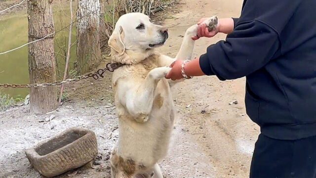 Il cane legato chiede aiuto a tutti i passanti elemosinando coccole, mentre il padrone tenta solo di venderlo – Video
