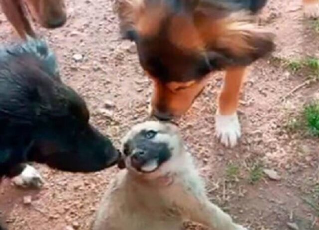 Il cucciolo di cane abbandonato e senza amore ha ricevuto il benvenuto più caloroso non appena è arrivato al rifugio