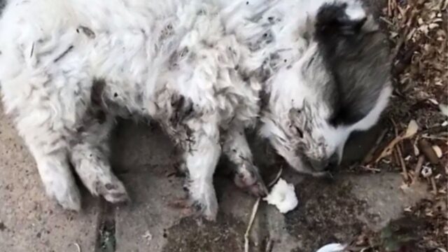 Il cucciolo di cane randagio si era rassegnato: aveva deciso di rinunciare alla vita e si è gettato per terra, sconfortato – Video