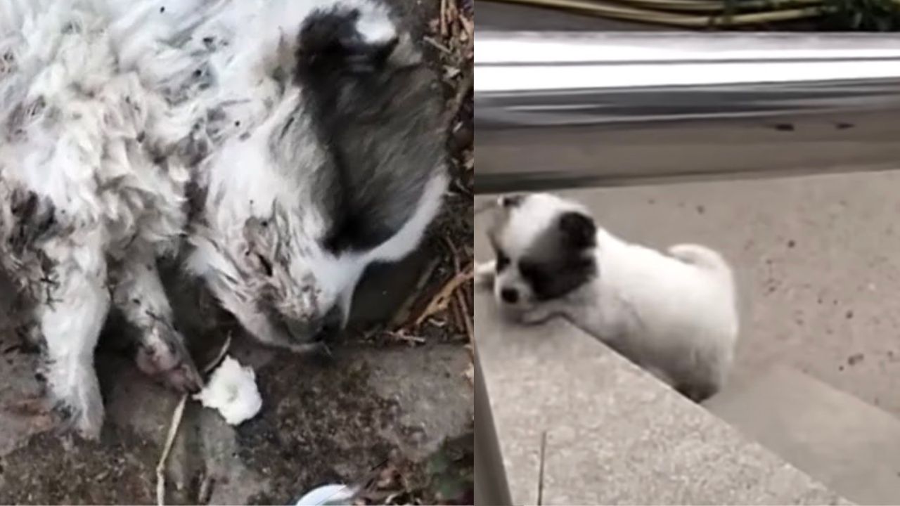 Cucciolo di cane lasciato sul ciglio della strada