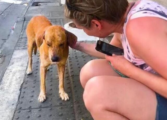Il cucciolo di cane spaventato ha provato il tutto per tutto chiedendo aiuto a un’estranea, così la sua vita è cambiata