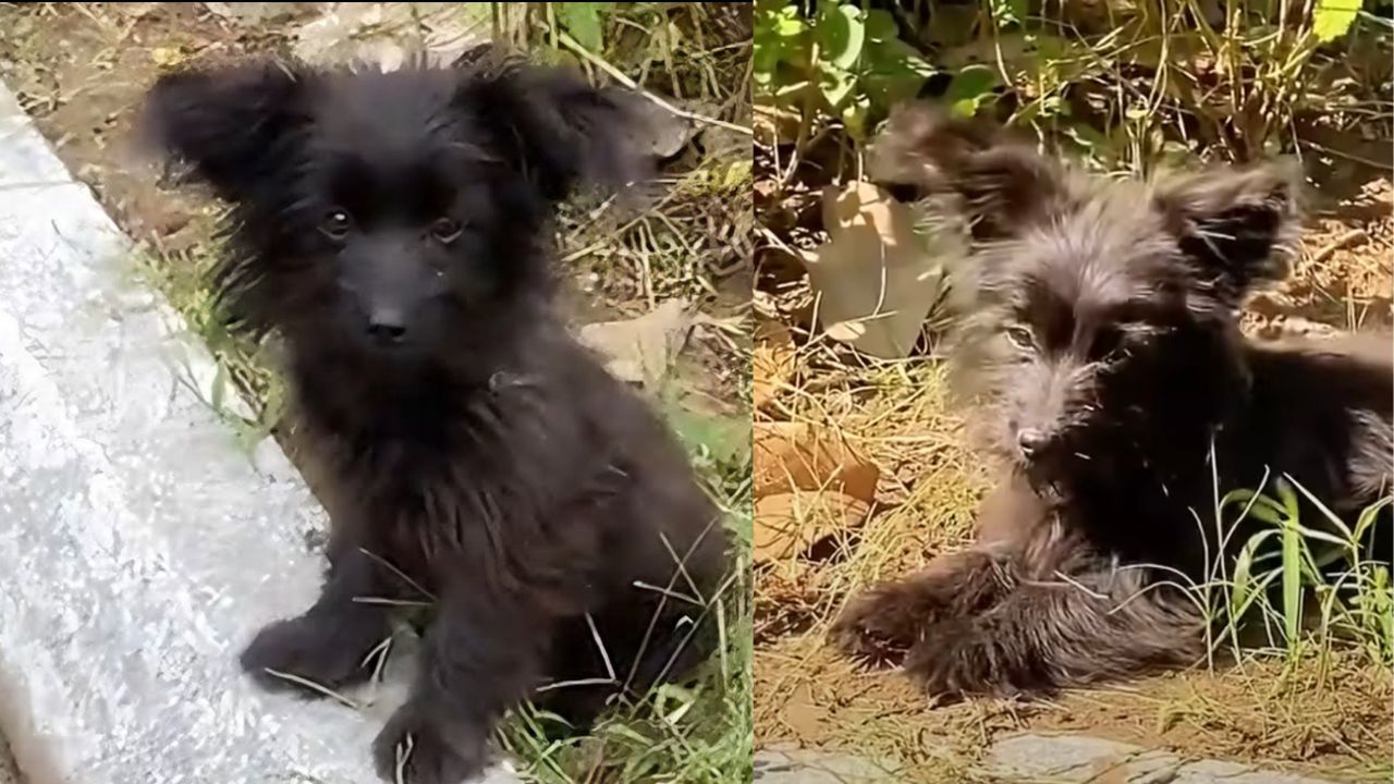 Piccolo cane randagio nero