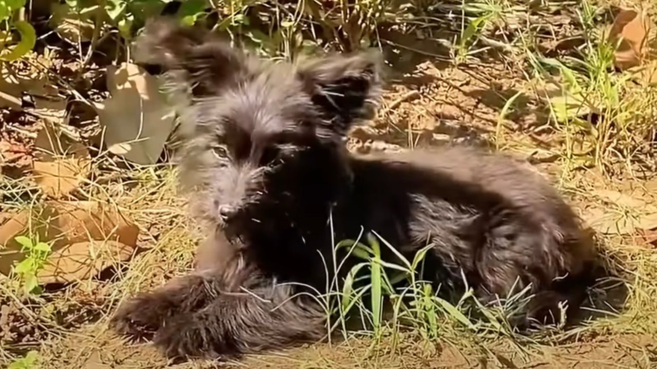 Cagnolino randagio