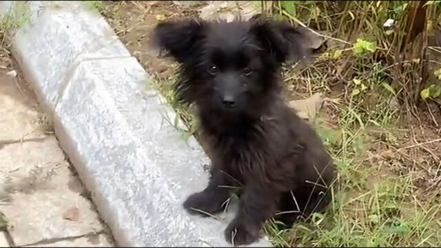 Il piccolo cane affamato viveva nella spazzatura cercando di procurarsi tutto ciò che gli serviva per sopravvivere – Video