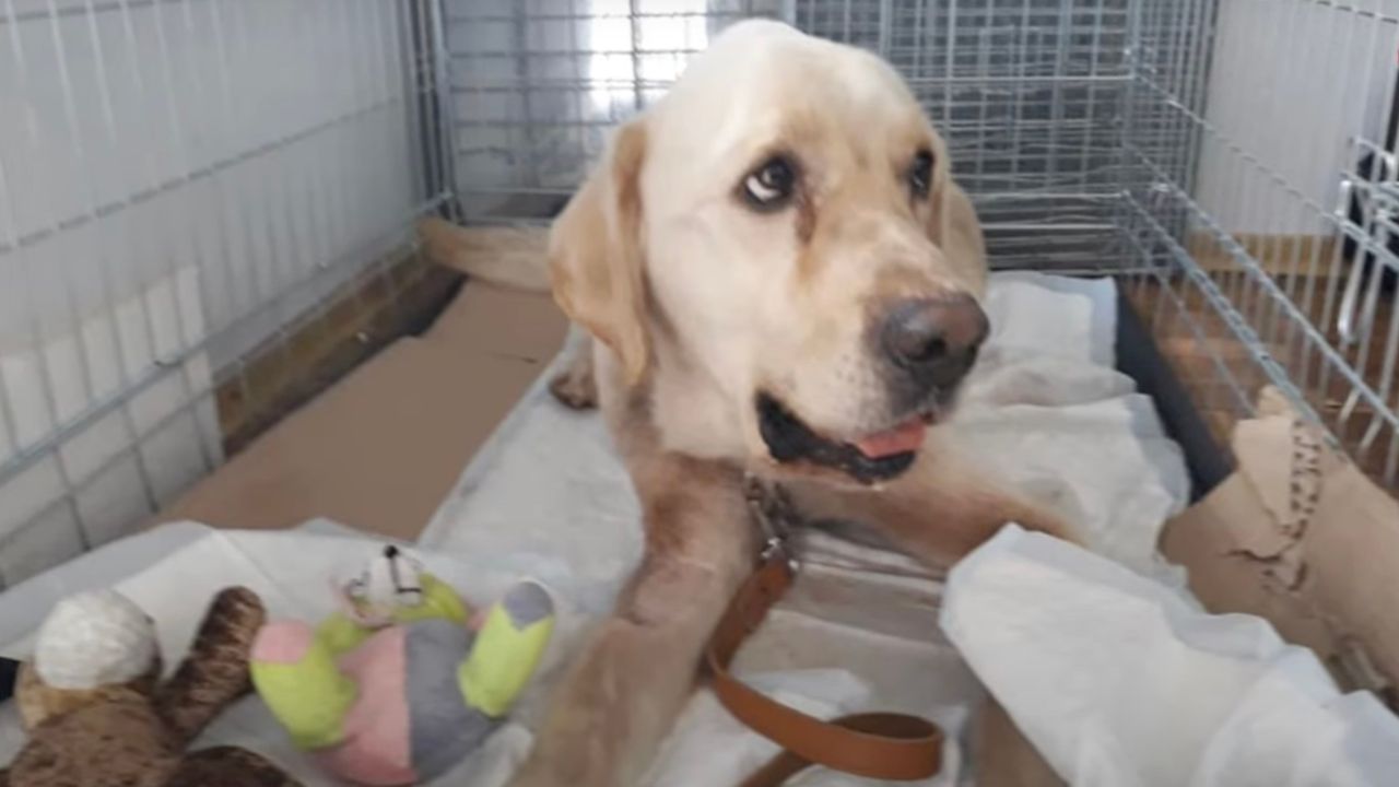 Labrador nel rifugio