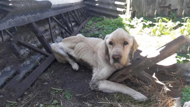 Il povero Labrador denutrito tremava e piangeva, dopo che l’altro cane legato con lui è volato sul ponte – Video