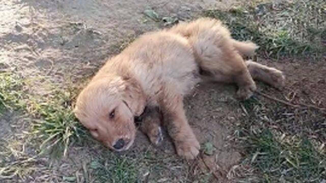 Il povero cucciolo giaceva immobile in mezzo al parco: nessuno sembrava curarsi di lui, nonostante la situazione – Video