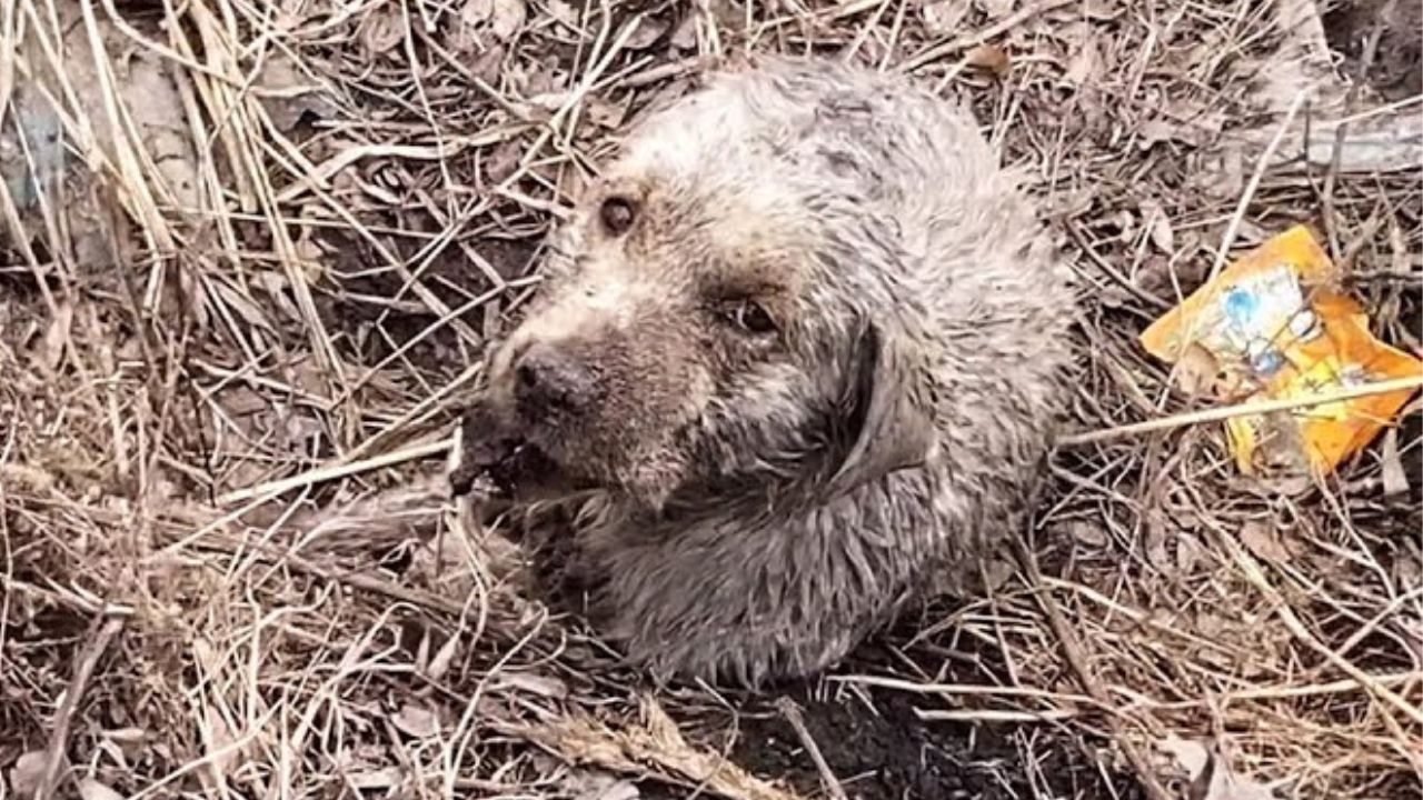 Cane in pessime condizioni