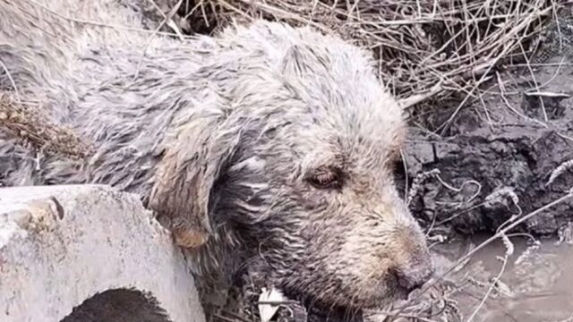 Il suo muso era rotto e intorno a lui era tutto sporco e puzzolente: il cane aspettava solo che arrivasse la sua ora – Video