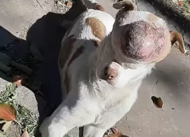 Il tumore sul muso di questo cane diventava sempre più grande, ma il padrone non voleva curarlo