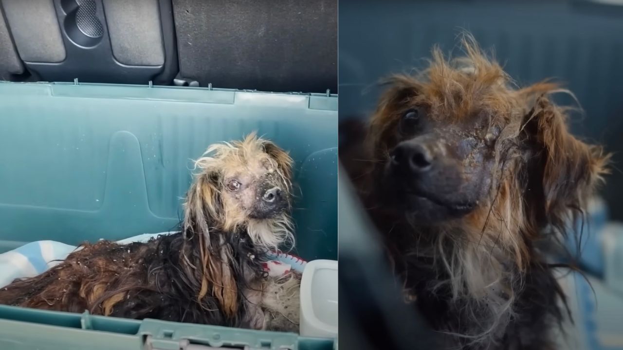 Cagnolino vittima di negligenza