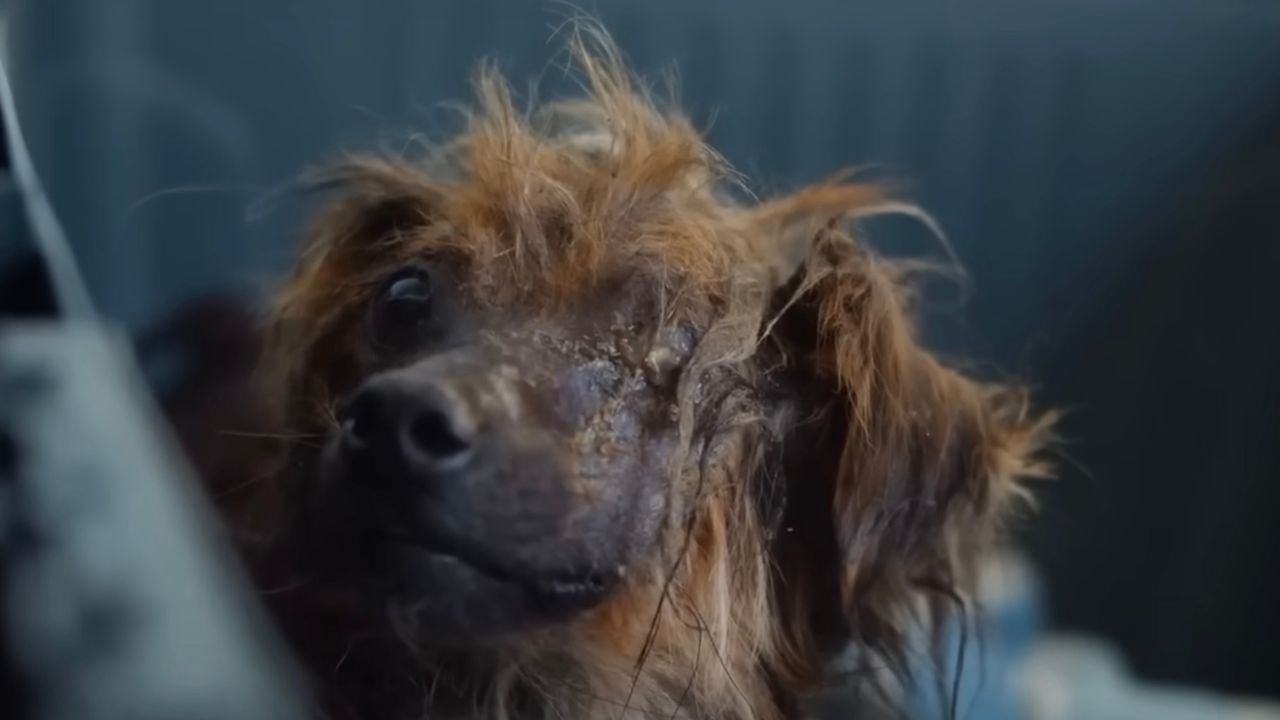 Cane con pelo arruffato