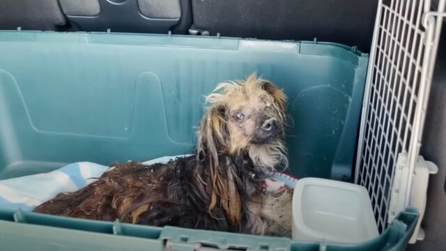 In condizioni pessime: il cane è stato trascurato per tutta la vita e poi abbandonato al canile, finché qualcuno lo ha notato – Video