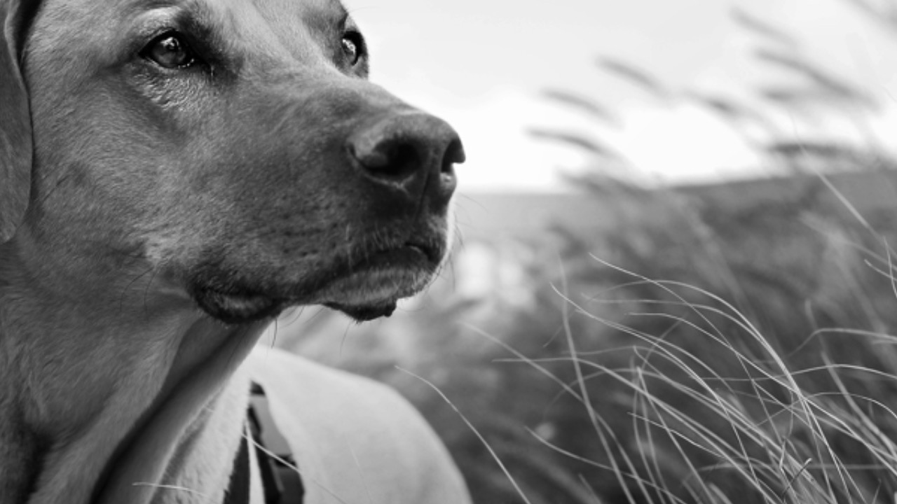 Cane guarda avanti