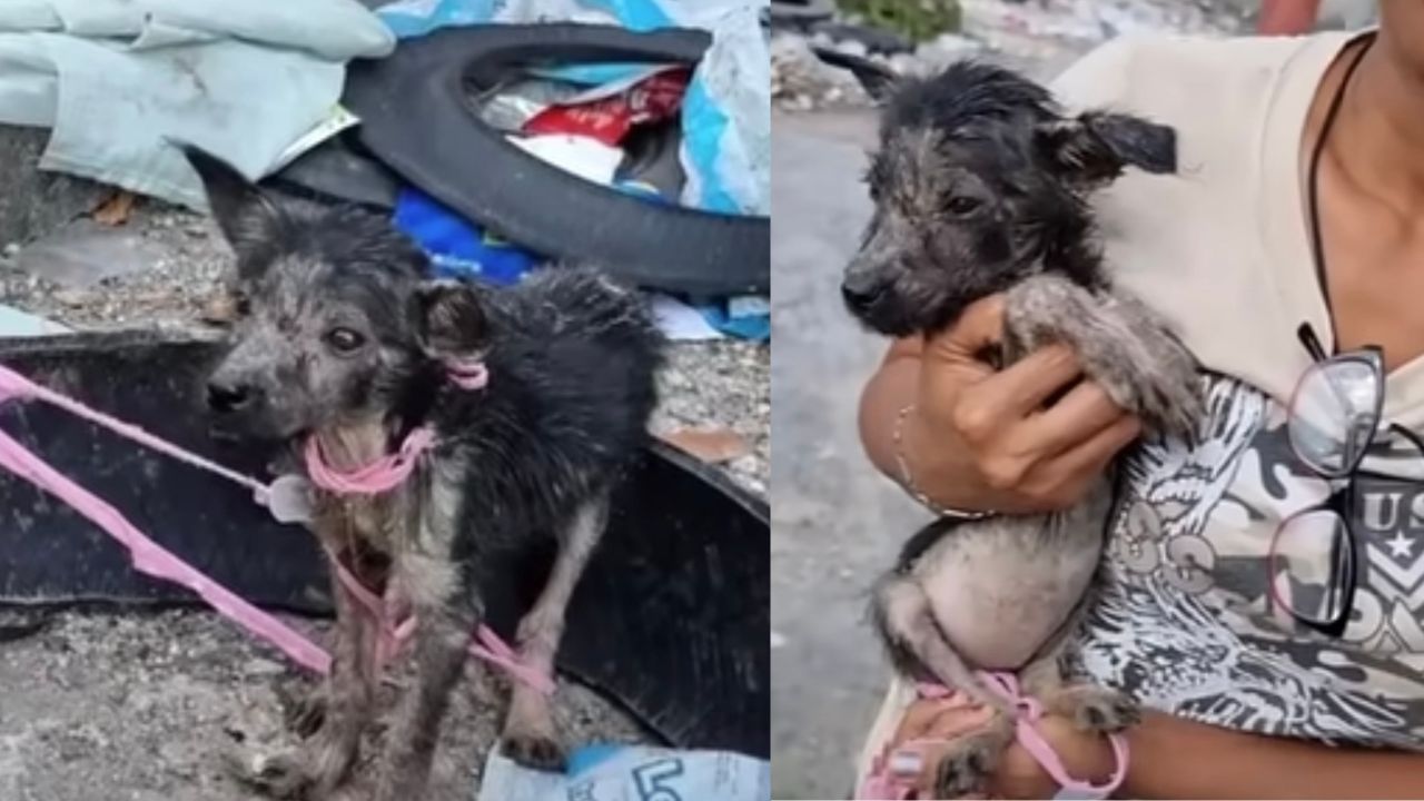 Cagnolina tolta dalla discarica