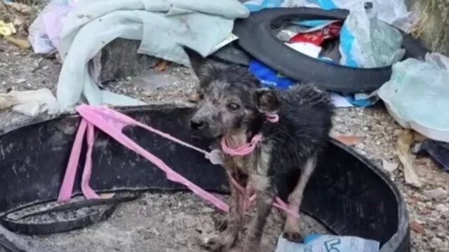 Legata e lasciata lì, la cucciola di cane sentiva la mancanza della mamma e cercava aiuto – Video