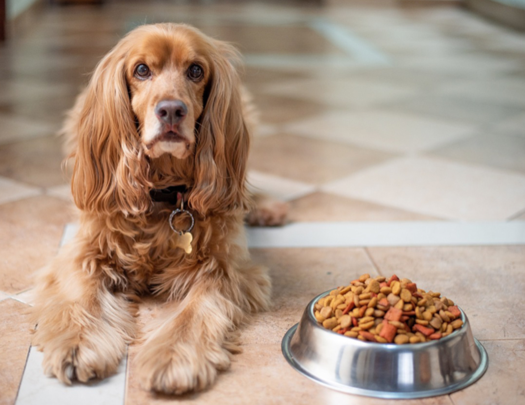 Cane con il cibo