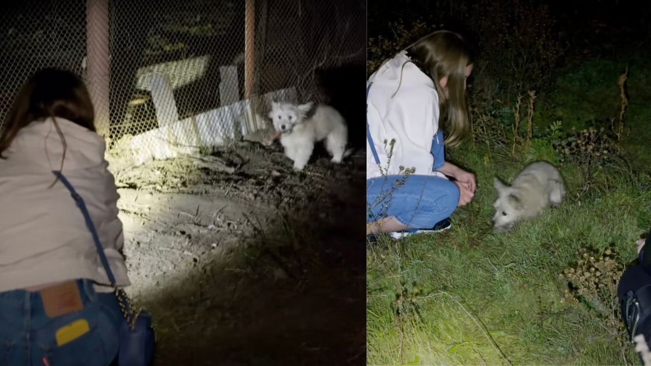 Cagnolino riceve l'aiuto dei soccorritori