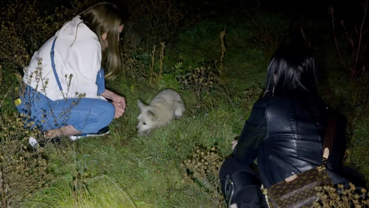 Cagnolino spaventato si avvicina